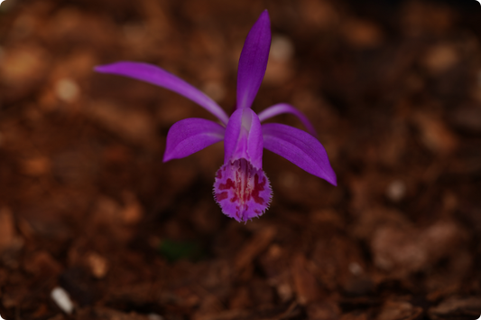 Pleione Fair Lady （×taliensis×praecox）