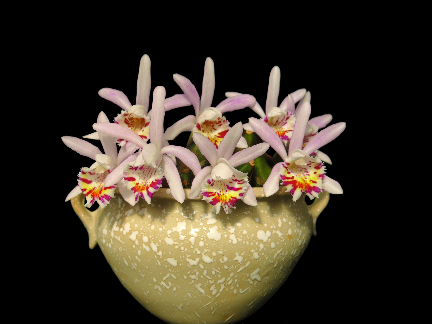 Pleione Hong（aurita×maculata）