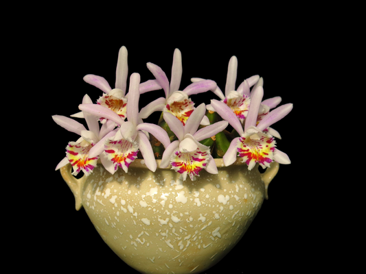 Pleione Hong（aurita×maculata）