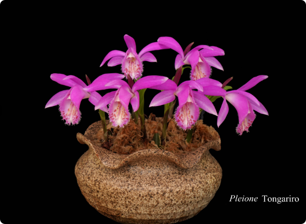 Pleione Tongariro （Versailles×pleionoides）