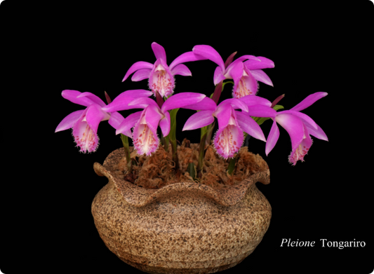 Pleione Tongariro （Versailles×pleionoides）