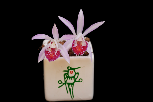 Pleione Maori Xingguan（ pleionoides×maculata）