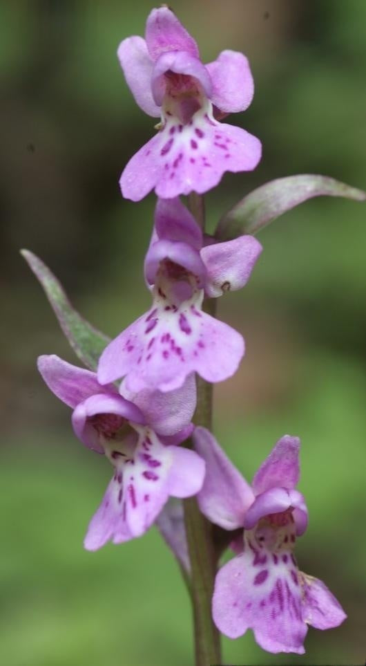 Ponerorchis chusua