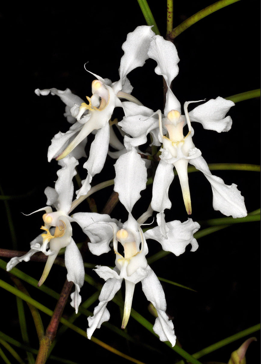Papilionanthe biswasiana