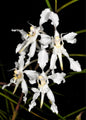 Papilionanthe biswasiana