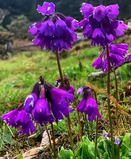 Primula amethystina