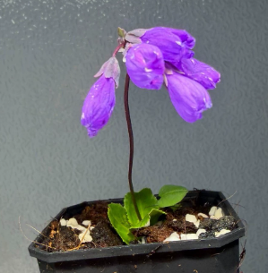 Primula amethystina