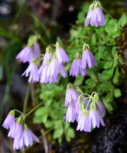Primula nutantiflora