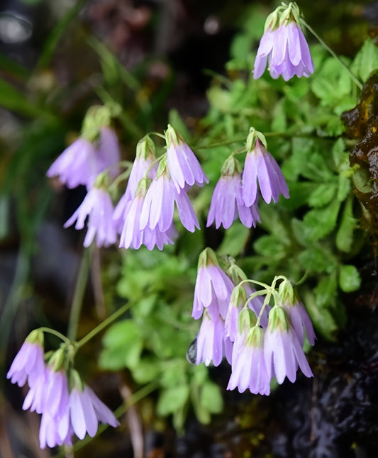 Primula nutantiflora