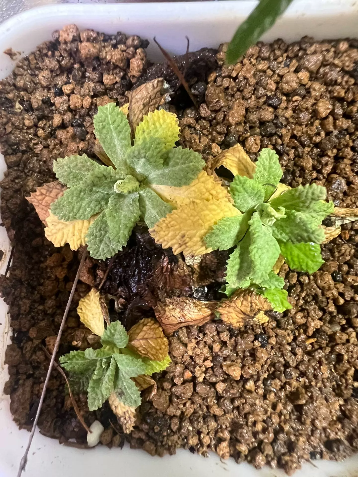 Primula nutantiflora