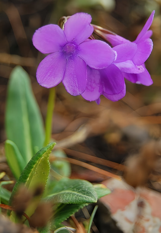 Primula sinoplantaginea