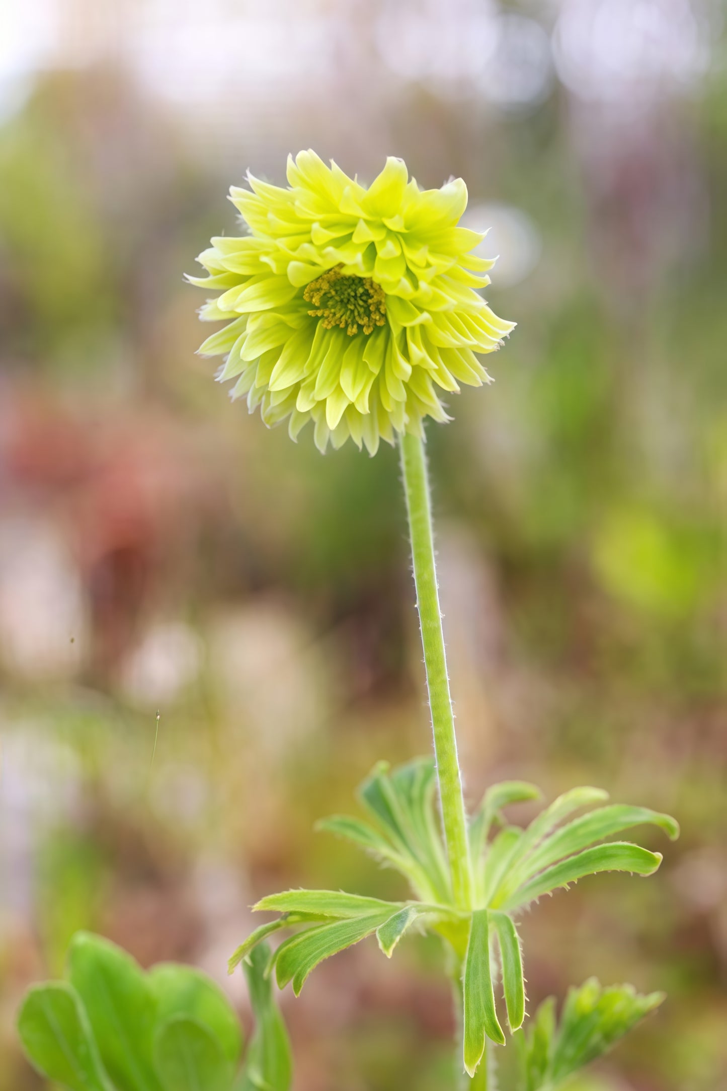 Pulsatilla japonica var. aurea Double Flower