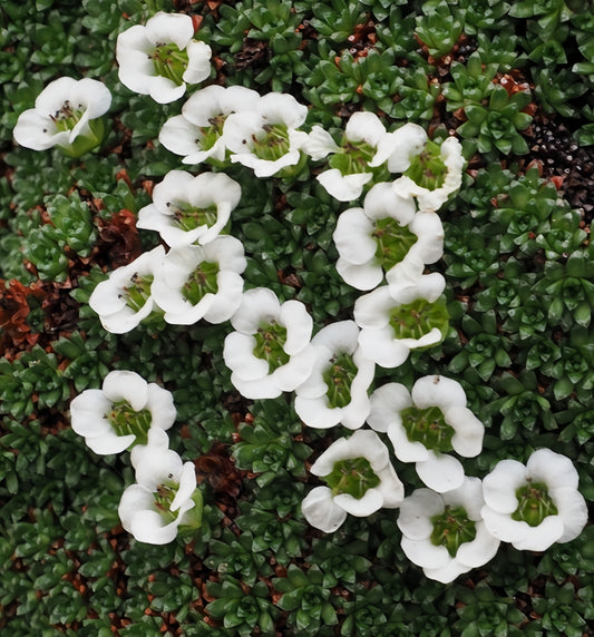 Saxifraga pulvinaria