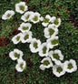 Saxifraga pulvinaria