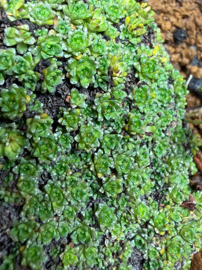 Saxifraga pulvinaria