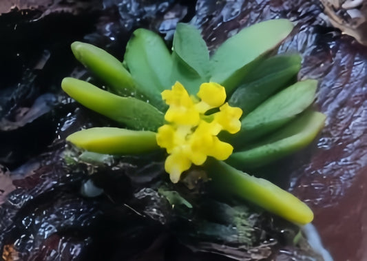 Schoenorchis tixieri Yellow