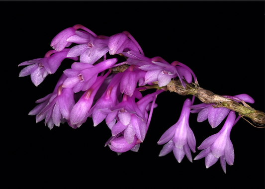Dendrobium rindjaniense