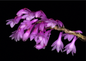 Dendrobium rindjaniense