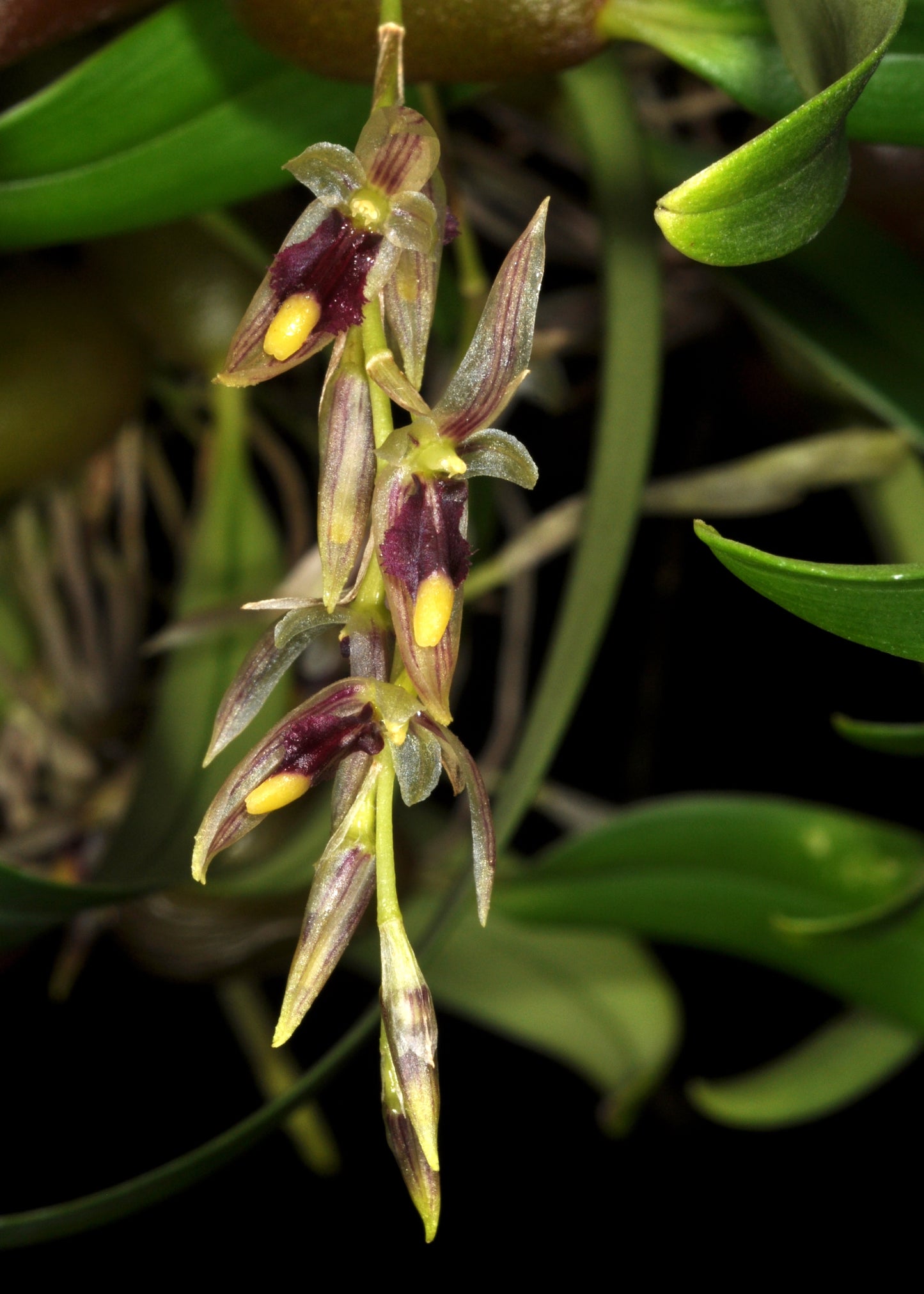 Bulbophyllum roseopictum