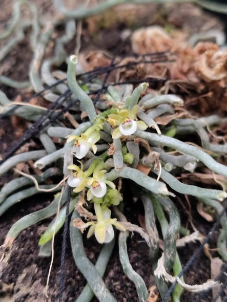 Taeniophyllum biocellatum