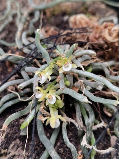 Taeniophyllum biocellatum