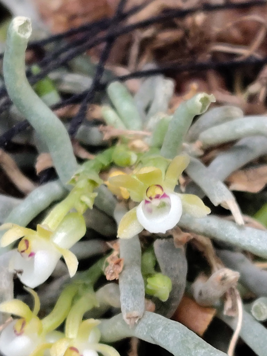 Taeniophyllum biocellatum