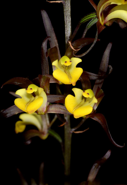 Tainia dunnii