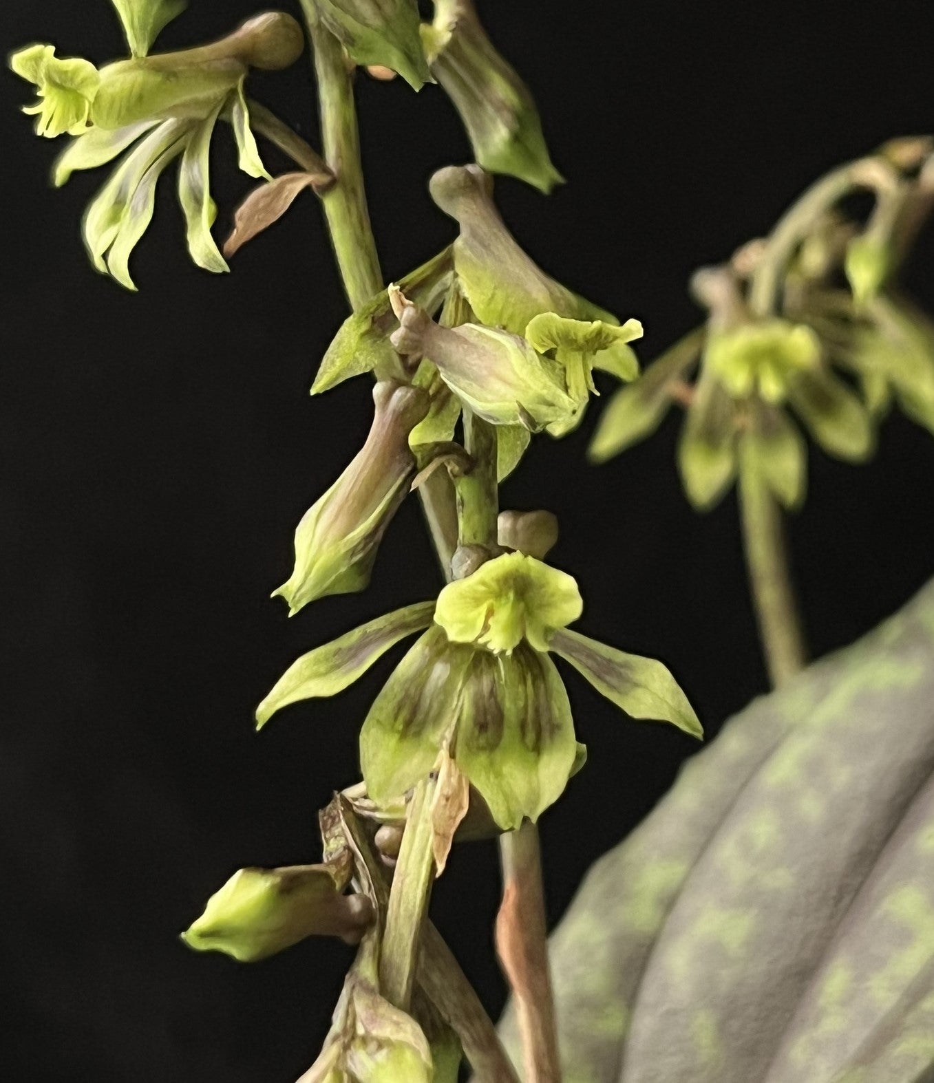 Tainia latifolia