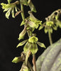 Tainia latifolia