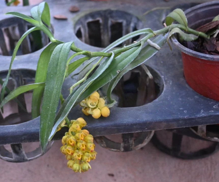Uncifera acuminata