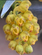 Uncifera acuminata