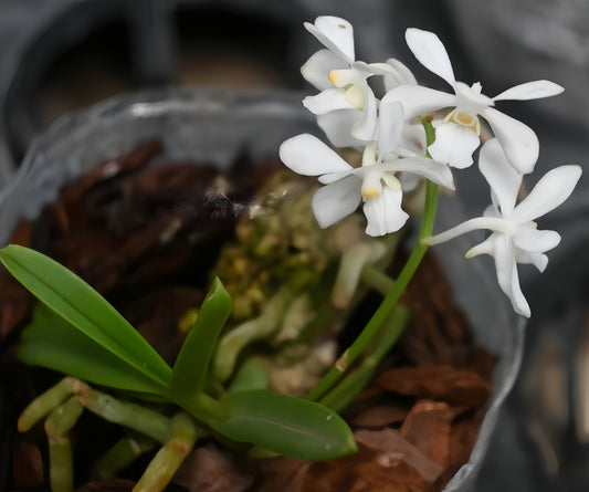 Vanda coerulescens alba
