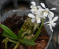 Vanda coerulescens alba