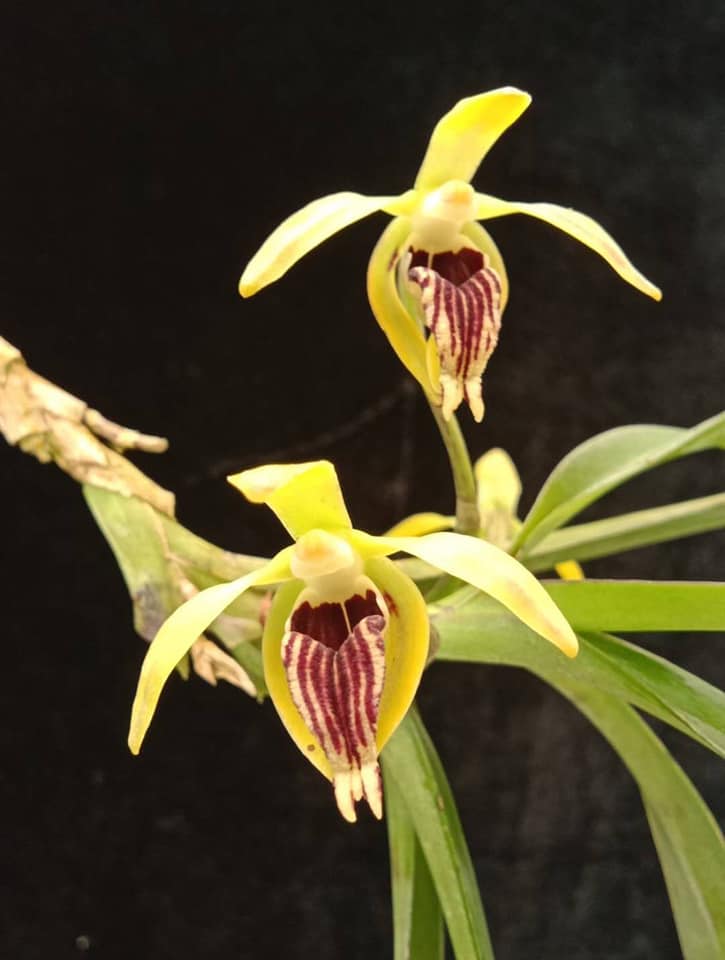 Vanda cristata x Phalaenopsis (Hygrochilus) parishii