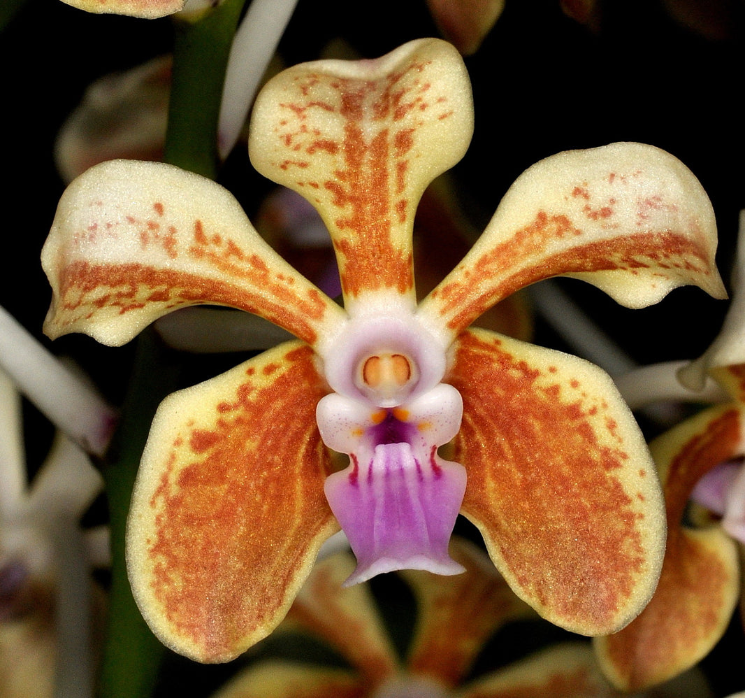 Vanda – Hengduan Biotechnology