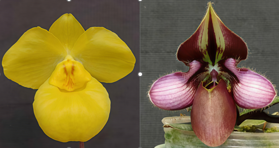 Paphiopedilum armeniacum x rungsuriyanum