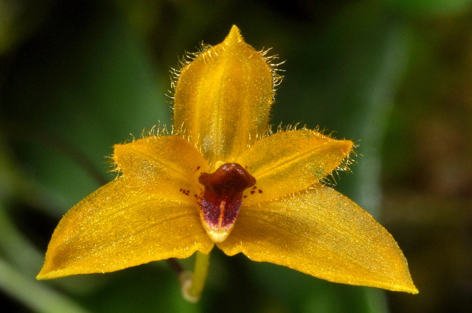 Bulbophyllum aestivale – Hengduan Biotechnology