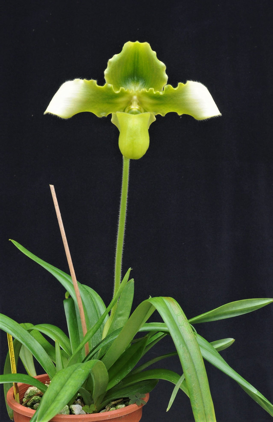 Paphiopedilum esquirolei var alba