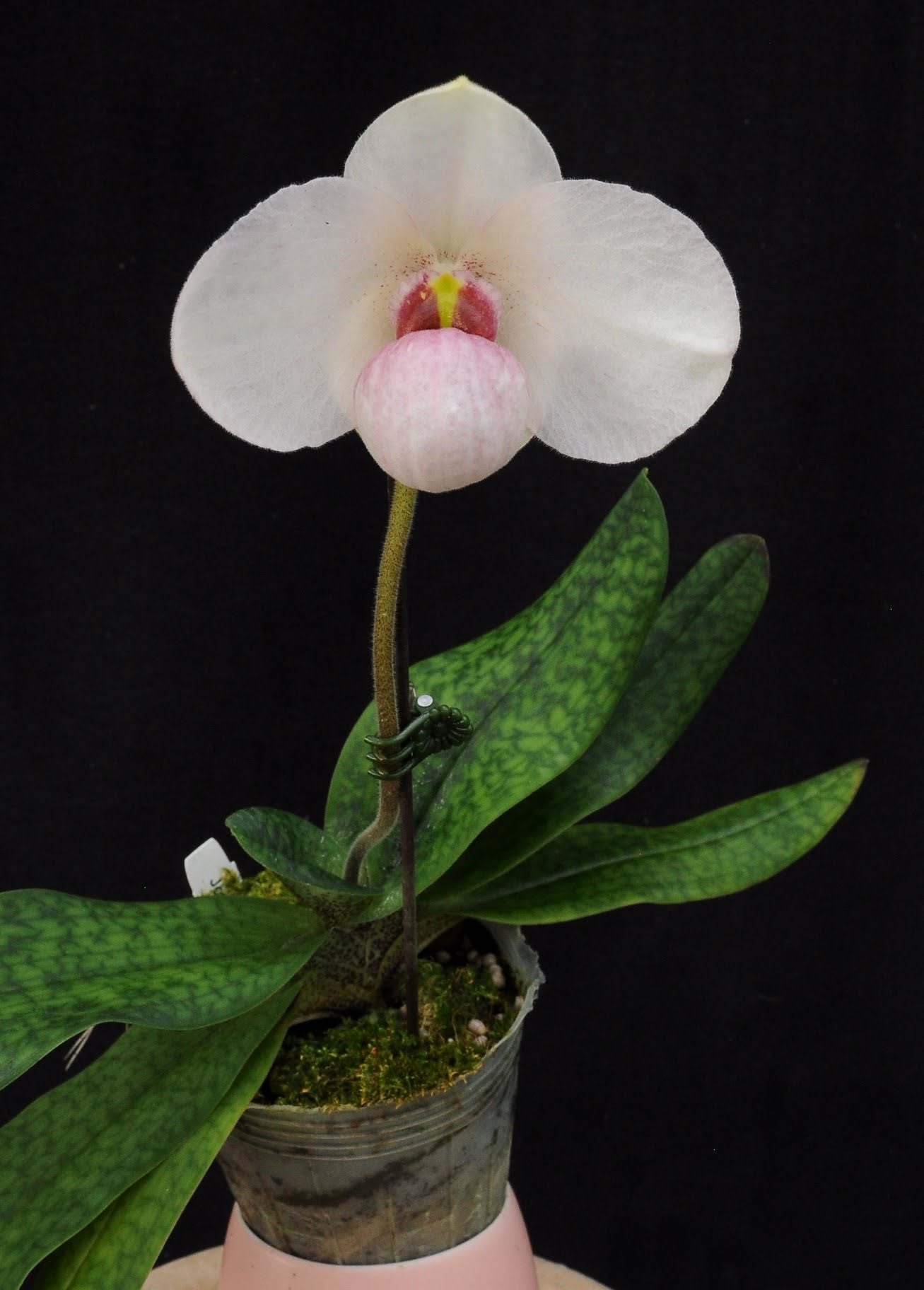 Paphiopedilum Joyce Hasegawa (emersonii x delantii)