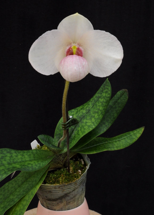 Paphiopedilum Joyce Hasegawa (emersonii x delantii)