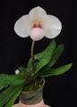 Paphiopedilum Joyce Hasegawa (emersonii x delantii)