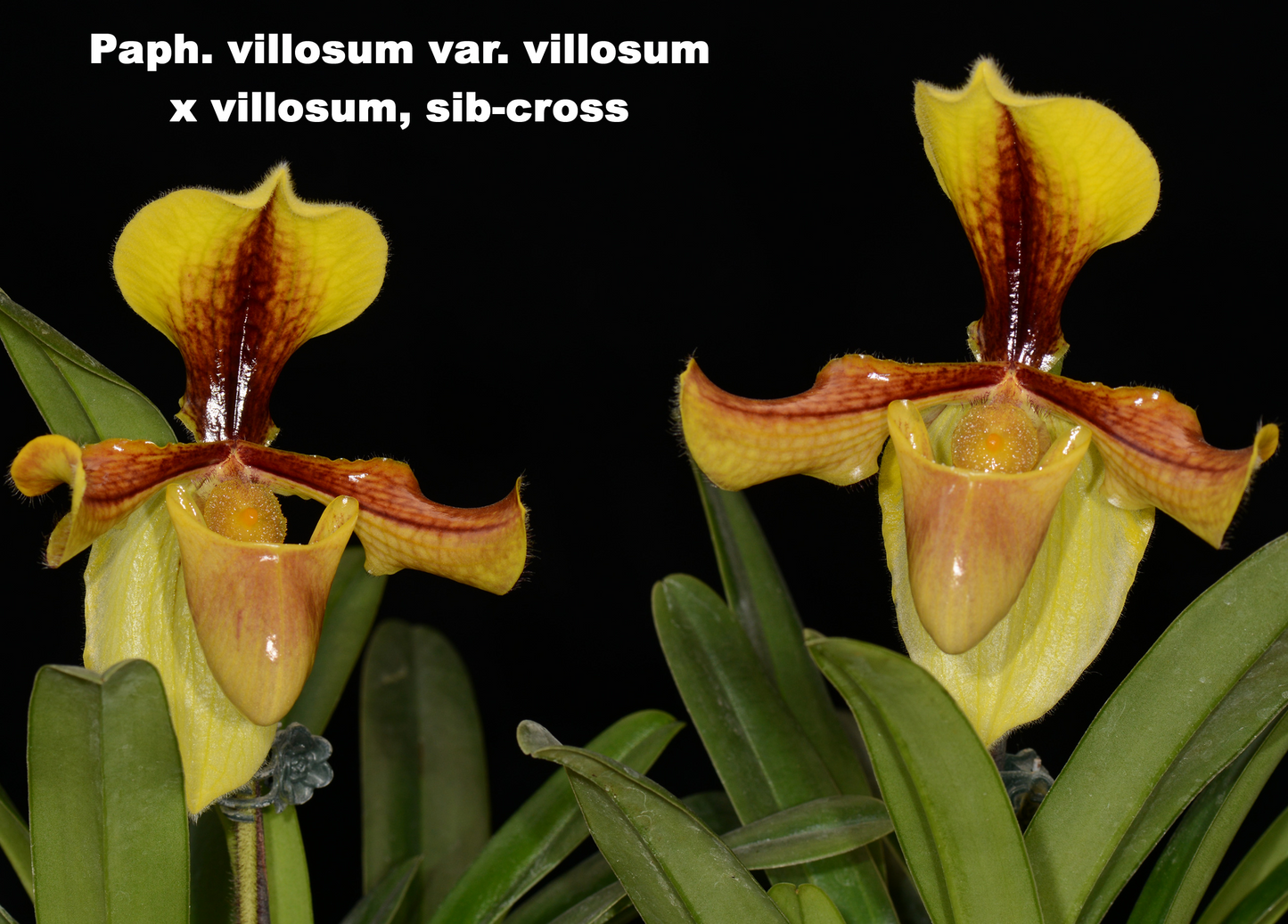 Paphiopedilum villosum var. villosum