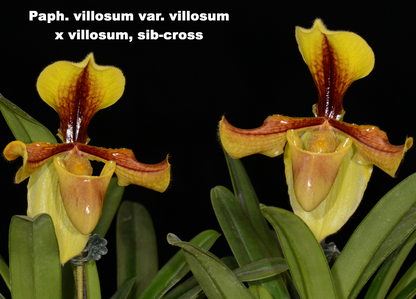 Paphiopedilum villosum var. villosum