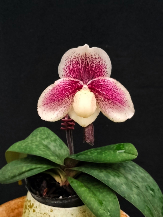 paphiopedilum Diane Redfern x wenshanense