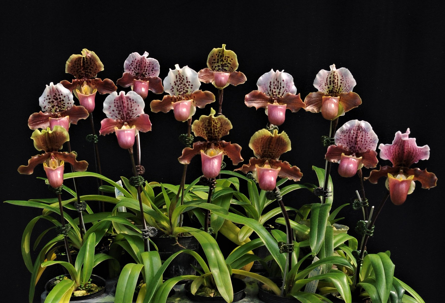 paphiopedilum Doll's Kobold x henryanum