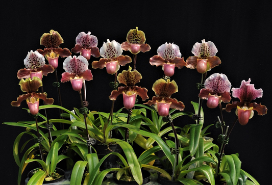 paphiopedilum Doll's Kobold x henryanum