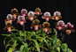 paphiopedilum Doll's Kobold x henryanum