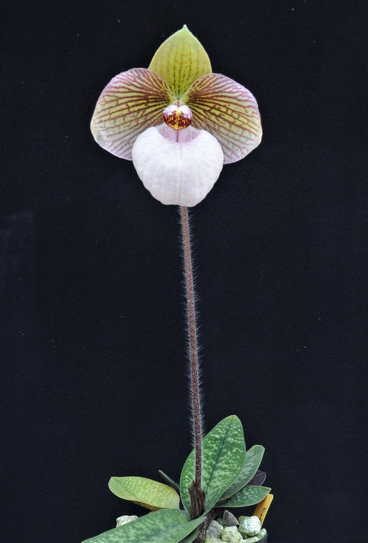 paphiopedilum Fanaticum x micranthum var eburneum