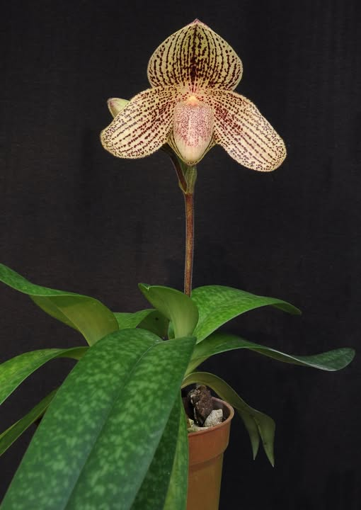 paphiopedilum Frank Hughes 'Tanya' AM/AOS (Division))