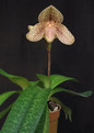 paphiopedilum Frank Hughes 'Tanya' AM/AOS (Division))
